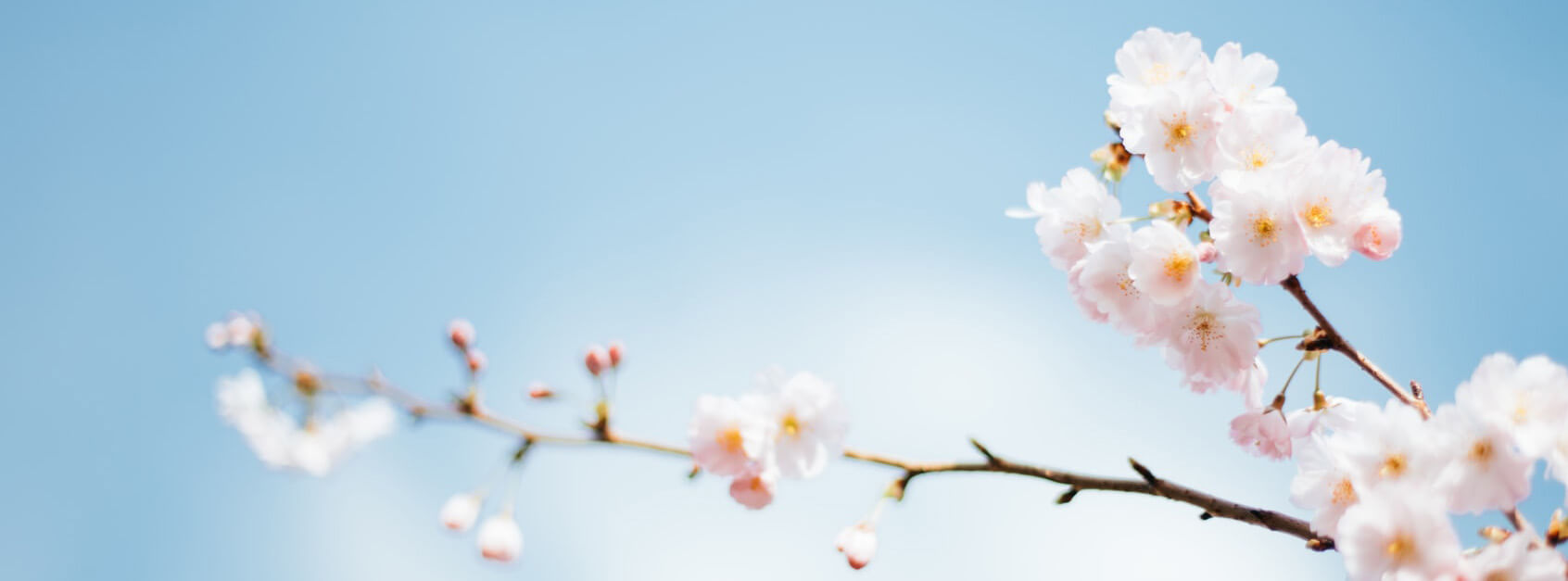 穆瑞