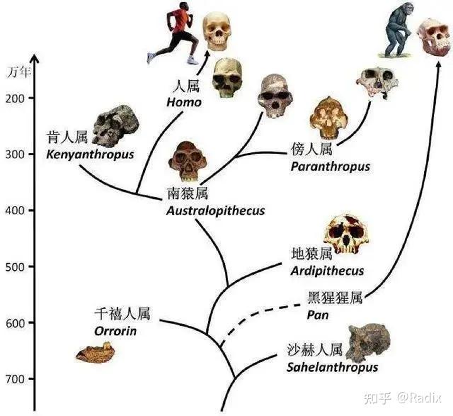 为什么我们几乎找不到人类进化的化石？真的没进化吗？