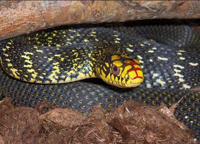 无毒的菜花蛇如何成为百蛇之王?毒蛇为何惧怕菜花蛇?...