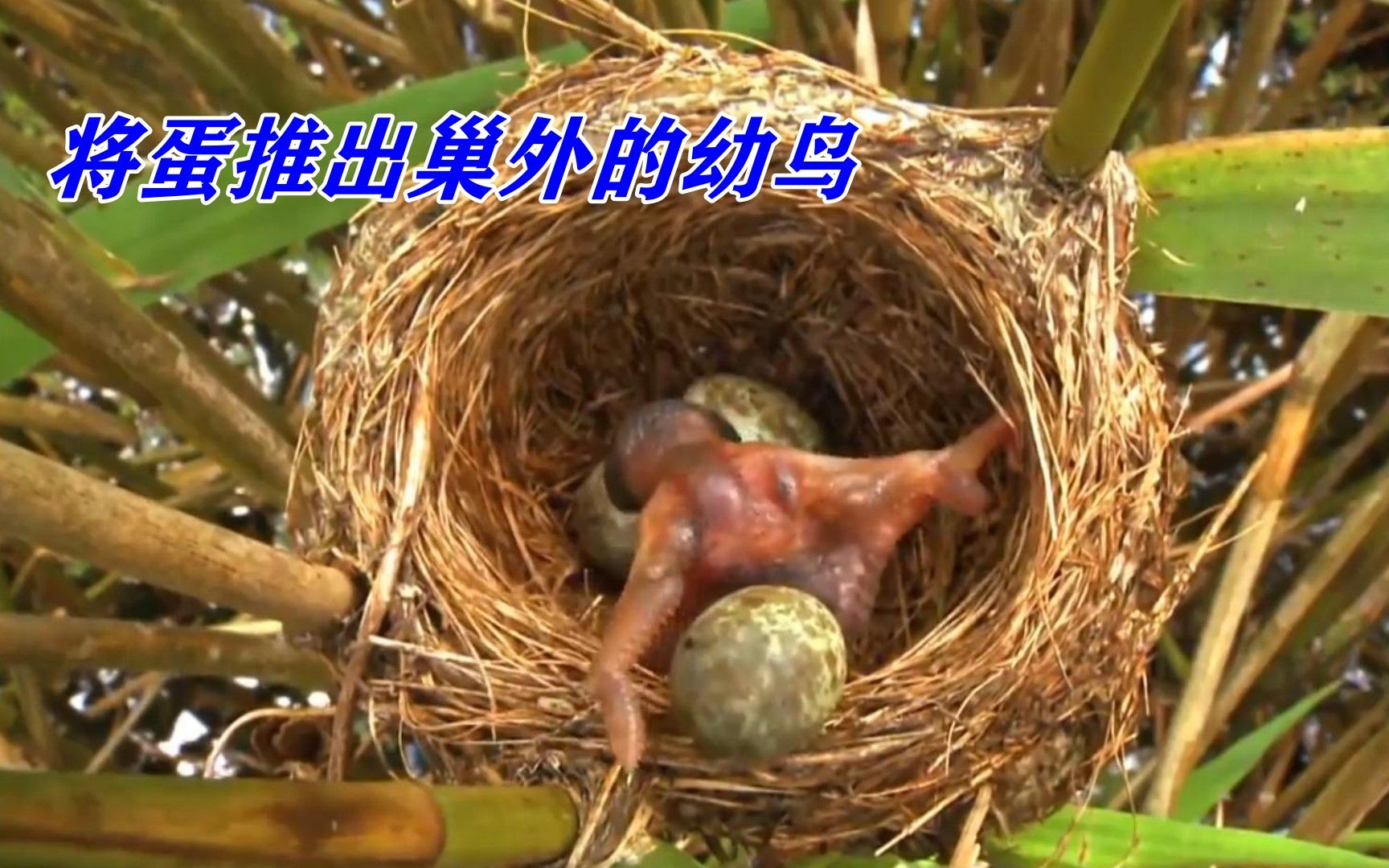 森林益鸟杜娟，为何是其它鸟类眼中盗贼？...