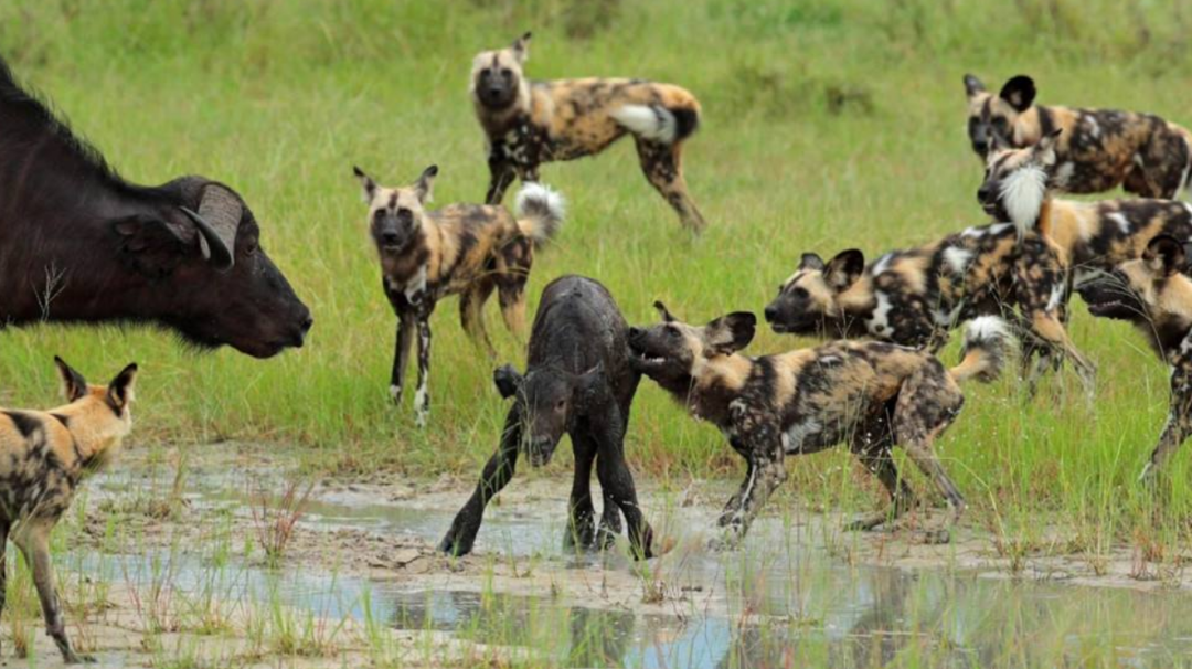 比特犬和鬣狗关在同一个笼子，持续两天，谁会是最终的...