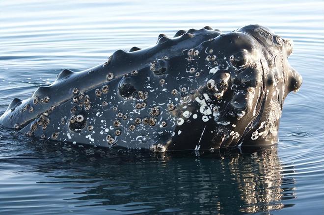 藤壶寄生对鲸鱼到底有没有伤害？...