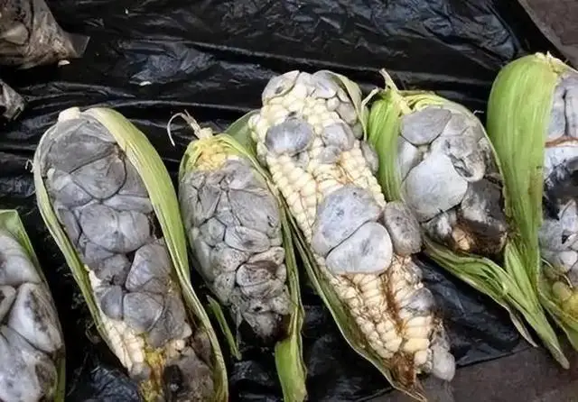 我们平时玉米吃得并不多，那么多玉米都去哪了？...