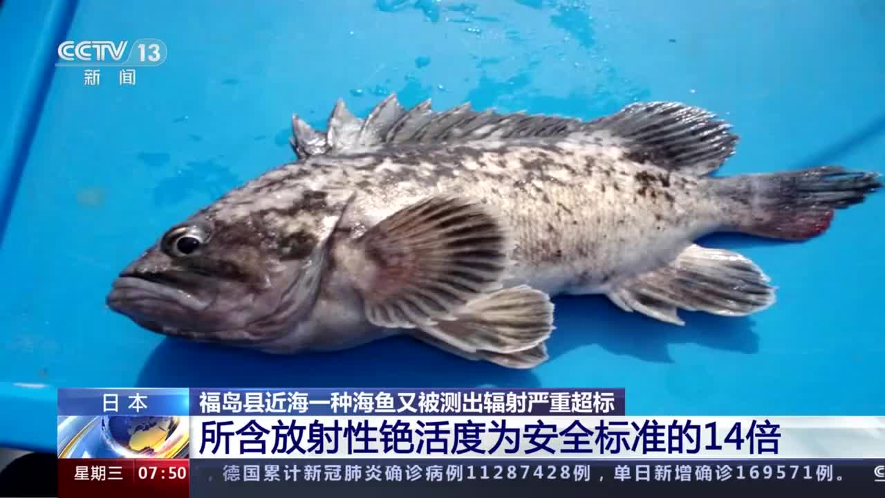 日本海域鱼类异常现象 核辐射影响与地震预警