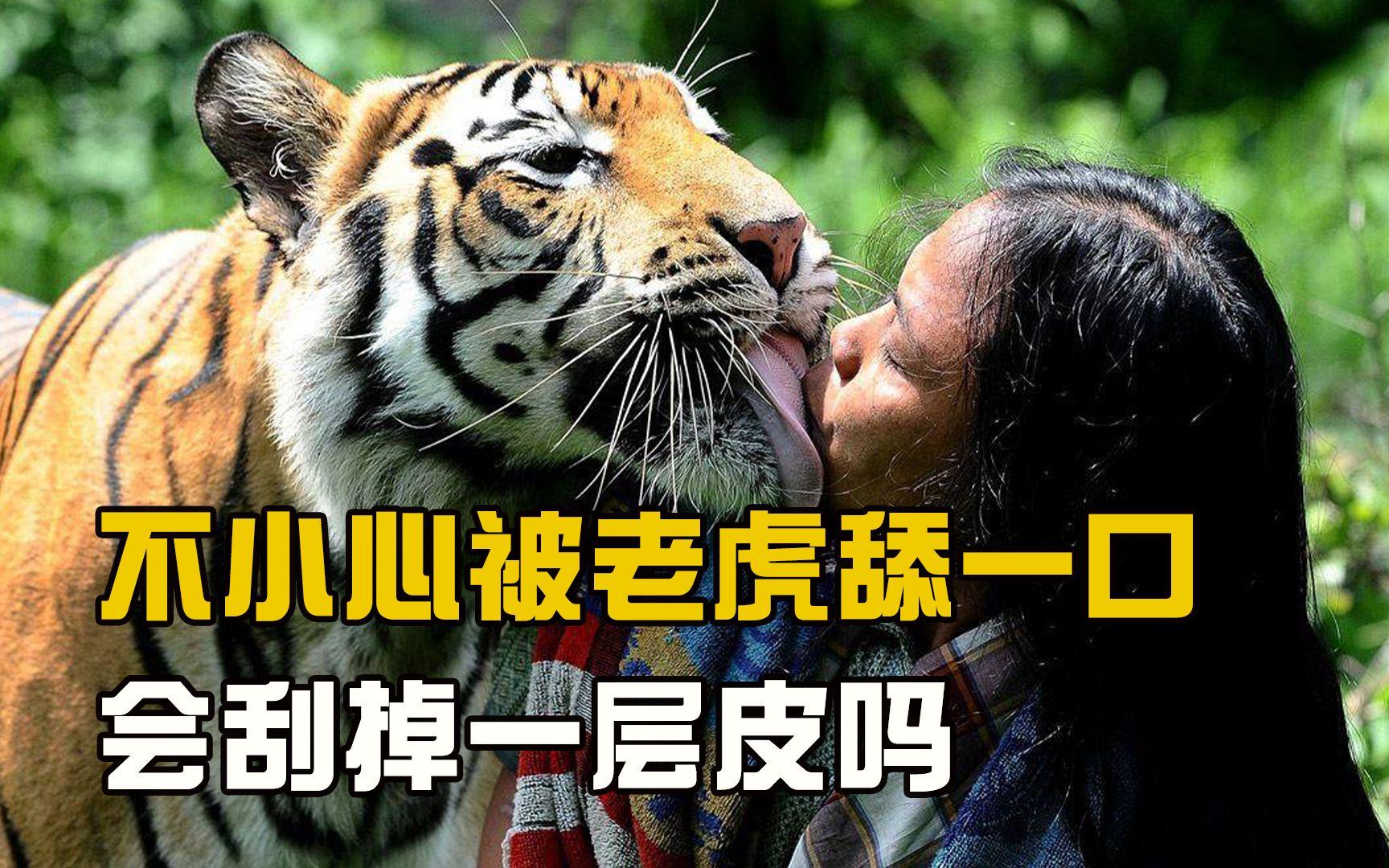 民间流传老虎舔人一下，就会掉一块肉，这是真的吗？...