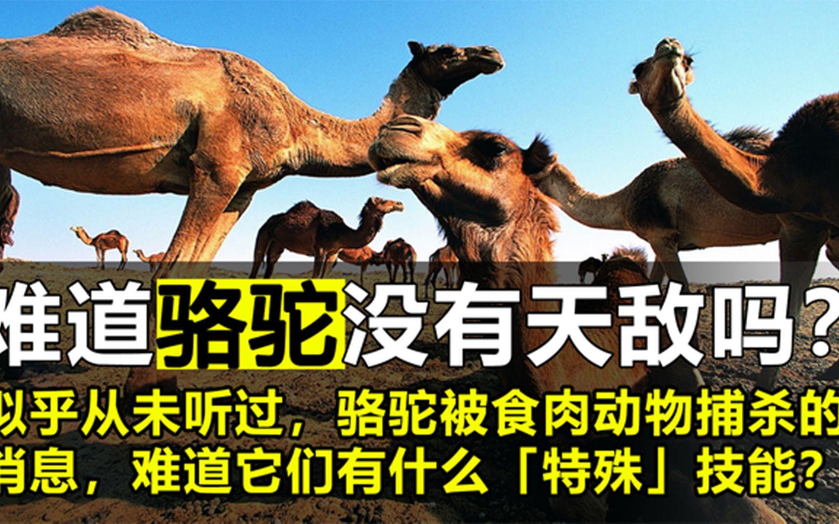 很少听说骆驼被食肉动物捕杀，难道它们没有天敌吗？...