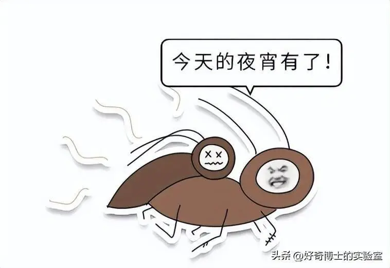 踩死的蟑螂为什么第二天就神秘消失了？