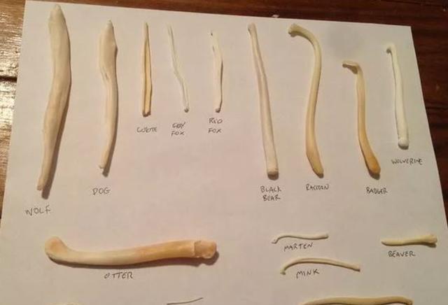 为什么人类没有阴茎骨？揭秘这个进化谜团！