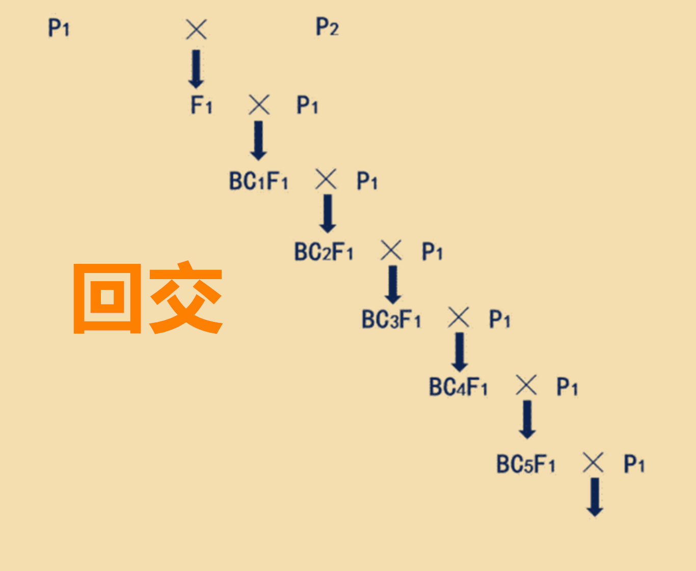 回交是什么 动物回交的优缺点解析