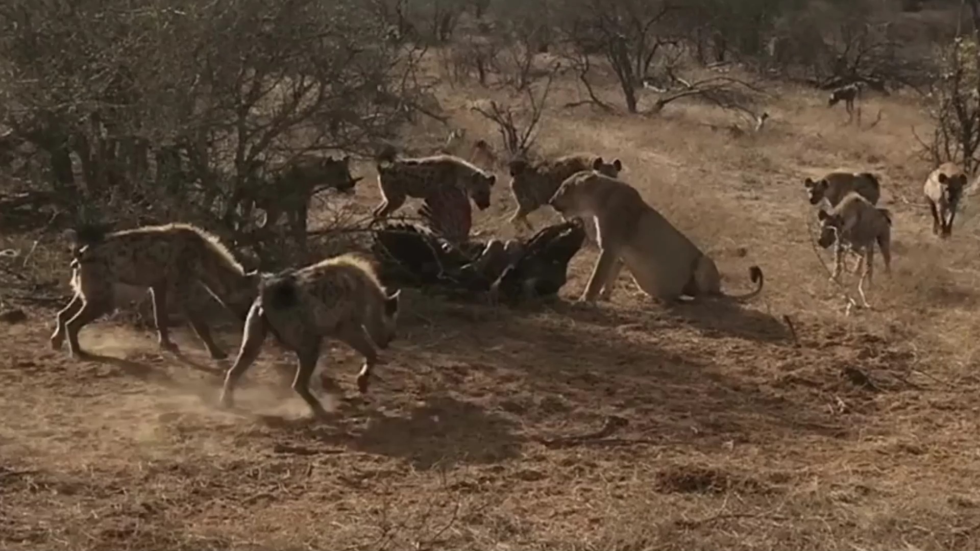 雄狮熟睡，一只鬣狗咬住雄狮的肚子，能打败雄狮吗？...