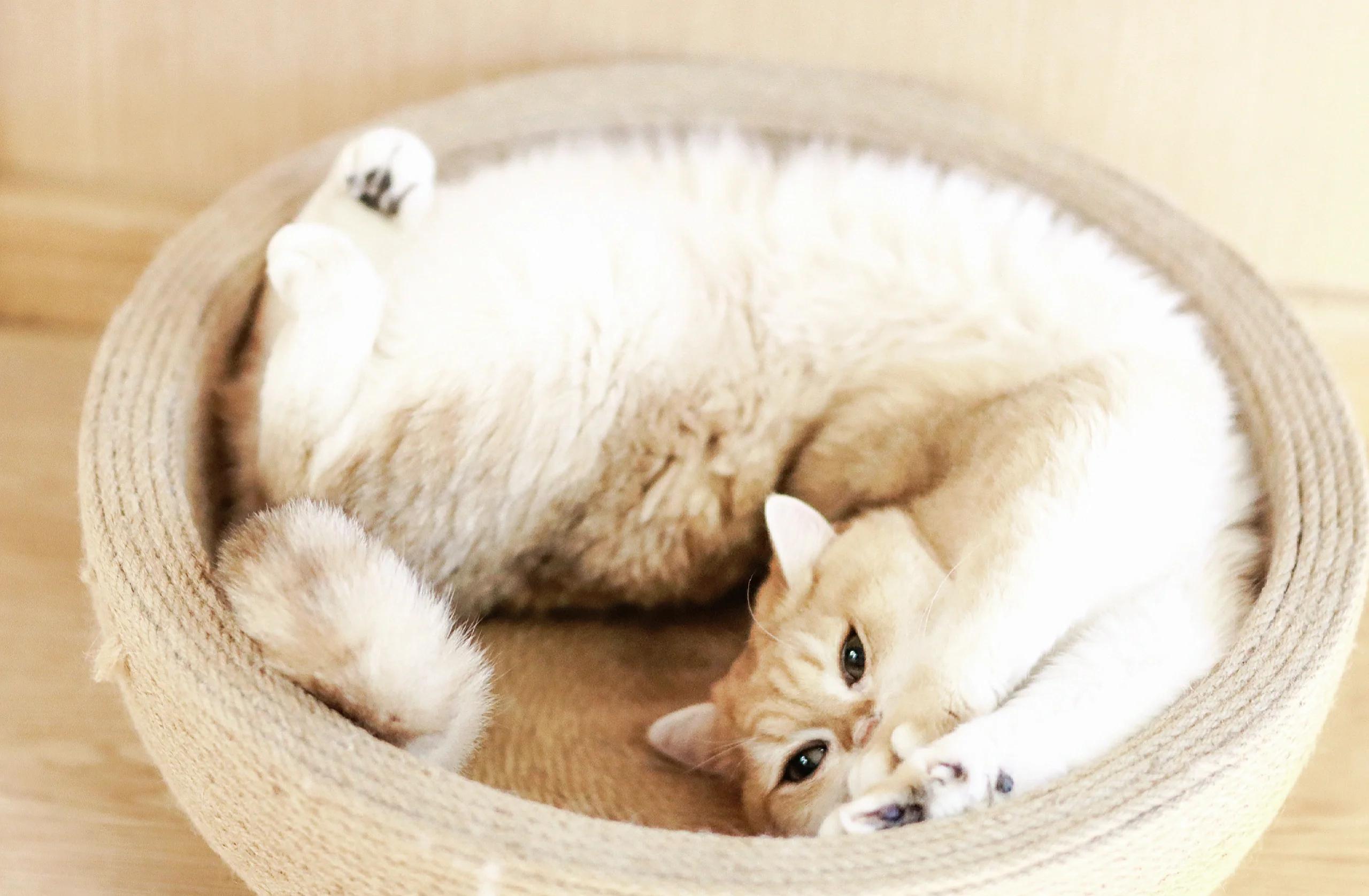 为什么说猫咪都是液体？科学真相揭秘！