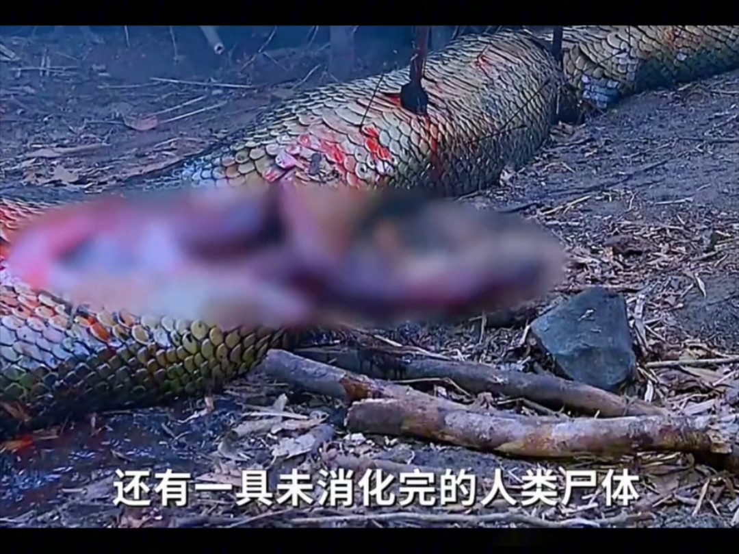 蟒蛇真的能吞下一头成年牛甚至大象吗？