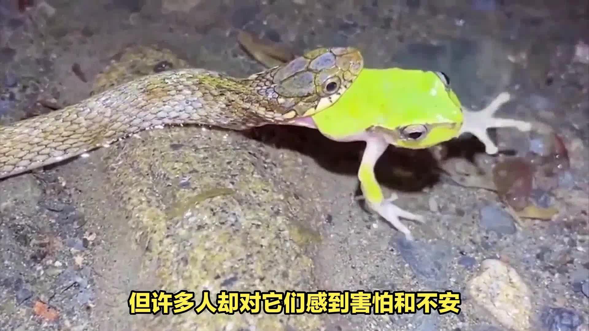 为什么人类天生怕蛇？是因为长得恐怖吗？...
