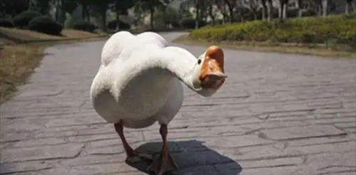 鹅为什么会追着人跑？真的能让蛇跑光吗？