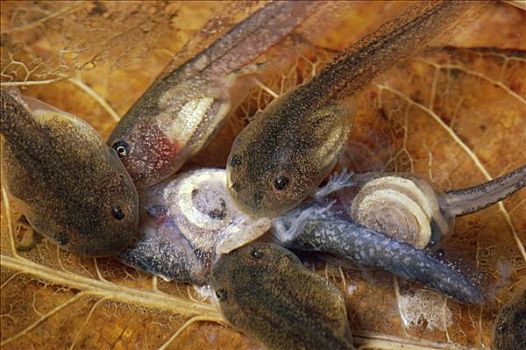 地球上「蛋蛋」最大的生物是什么？...