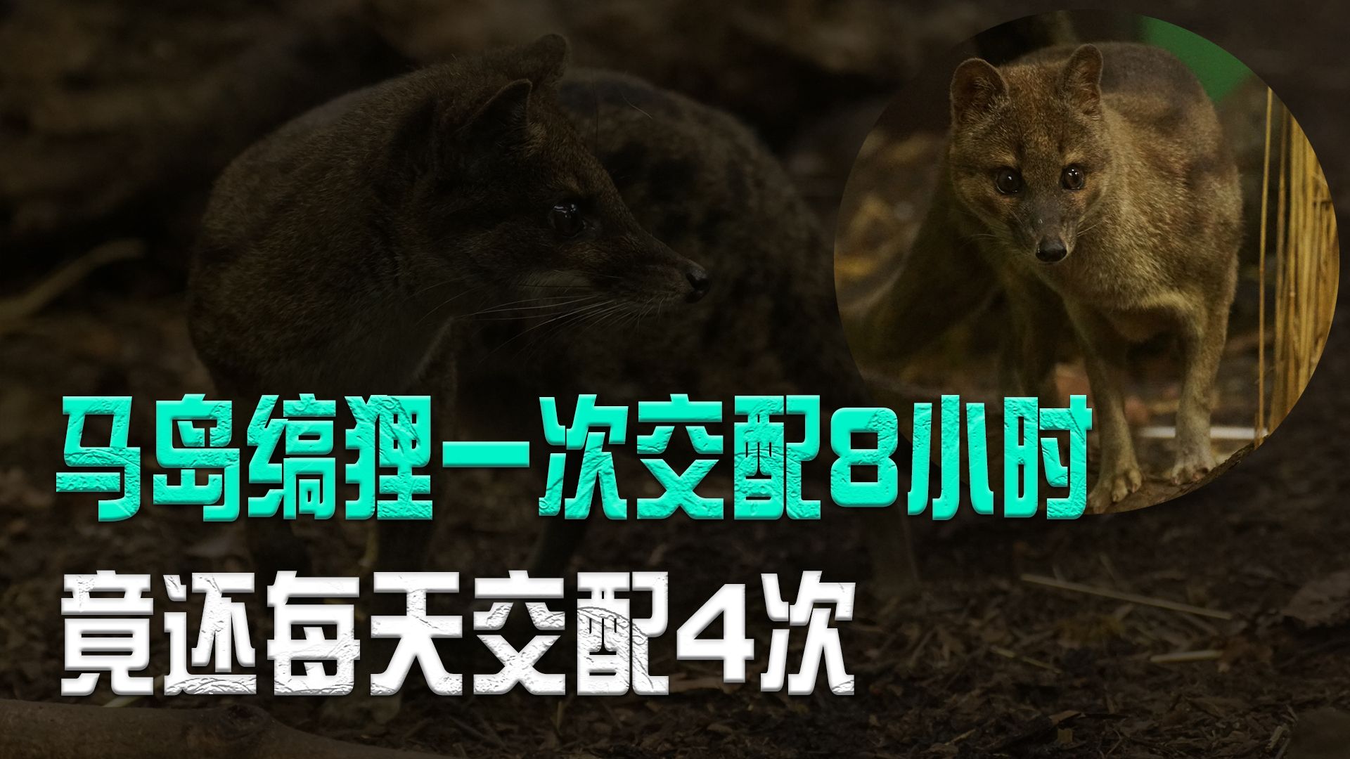 地球上交配时间最长的动物是什么？是如何形成这样的机...