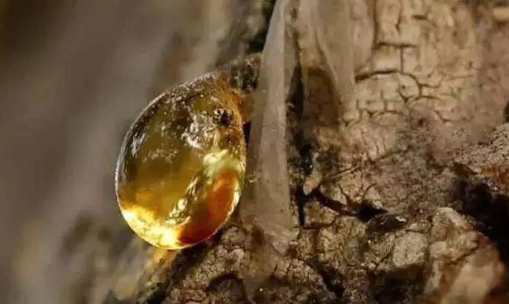 远古琥珀里的爱情故事 4100万年前的昆虫交配
