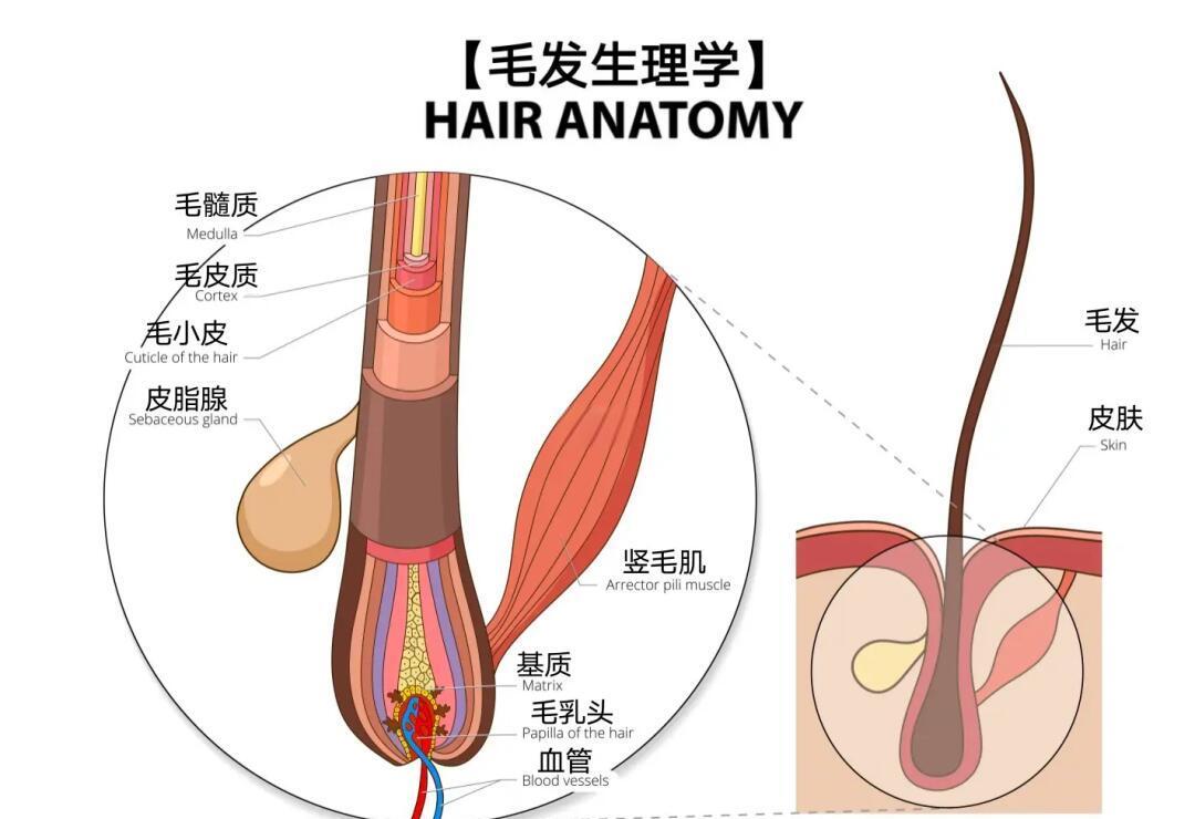 为什么人类进化中只保留头部和隐私部位的毛发？真相到底是什么？