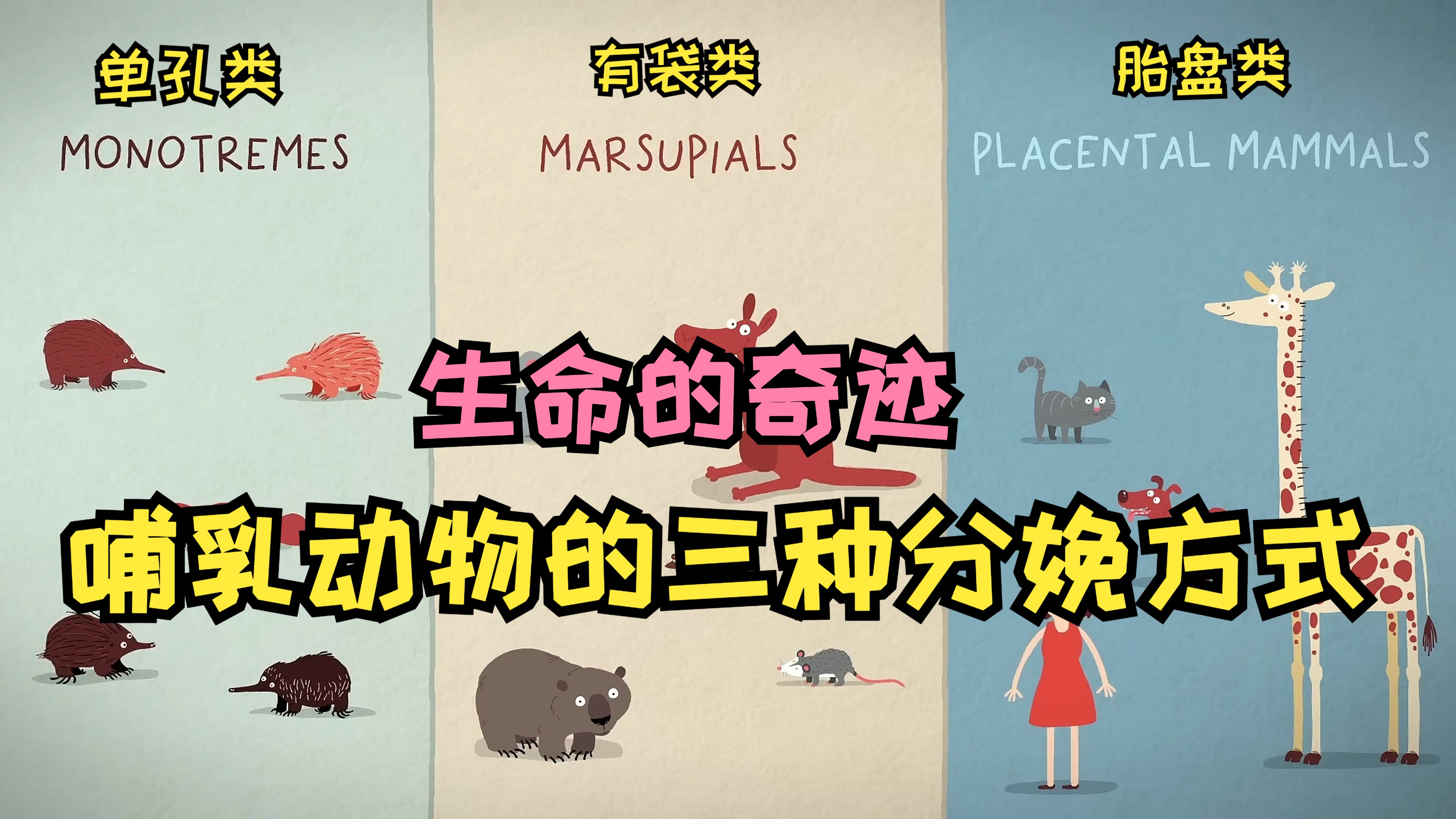 杜鹃鸟不养自己的孩子 哪些动物会托养幼崽