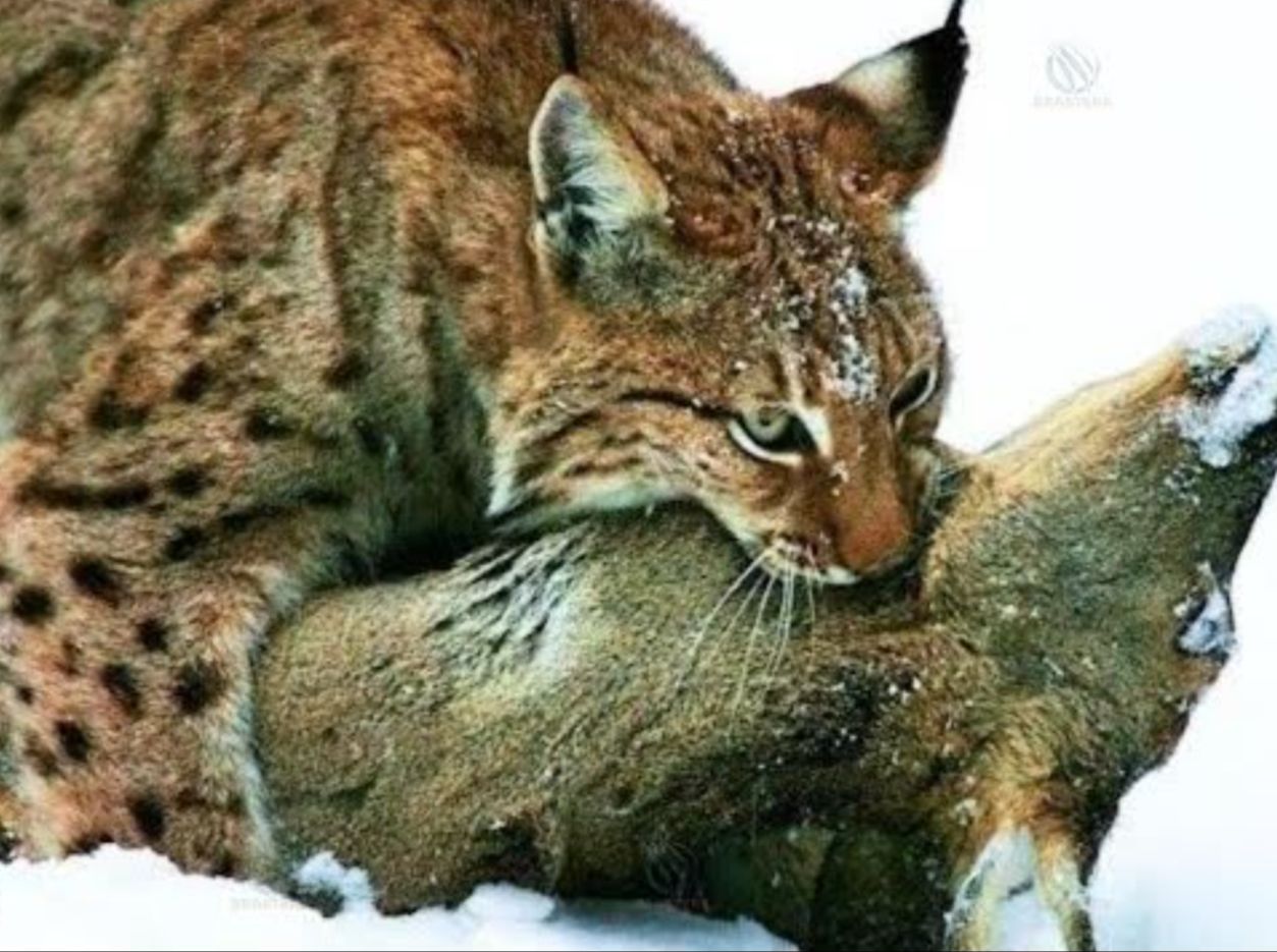 狼的天敌是什么？猞猁真的能成为“屠狼机器”吗？...