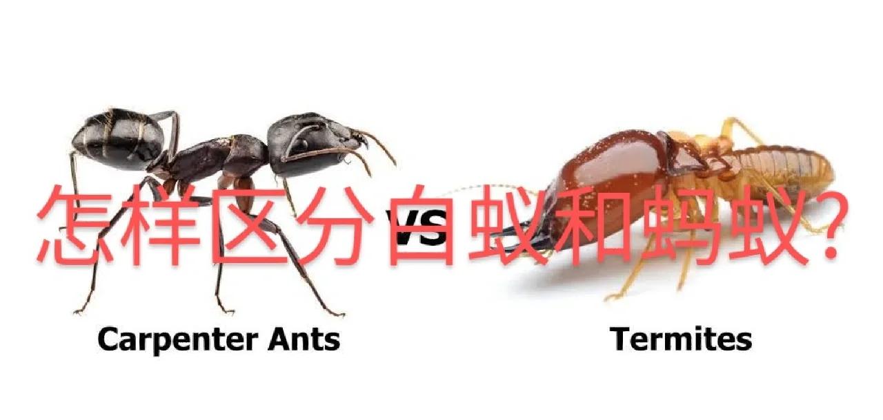 世界上最尴尬的事，莫过于交配时变琥珀，4100万年...