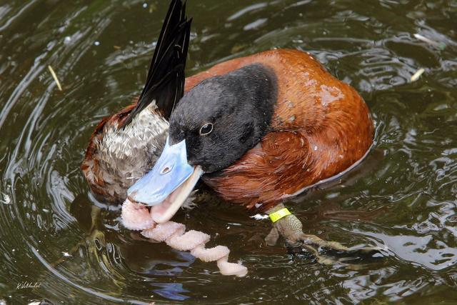 动物界的这些奇葩交配行为，令人眼界大开，生物课可学...