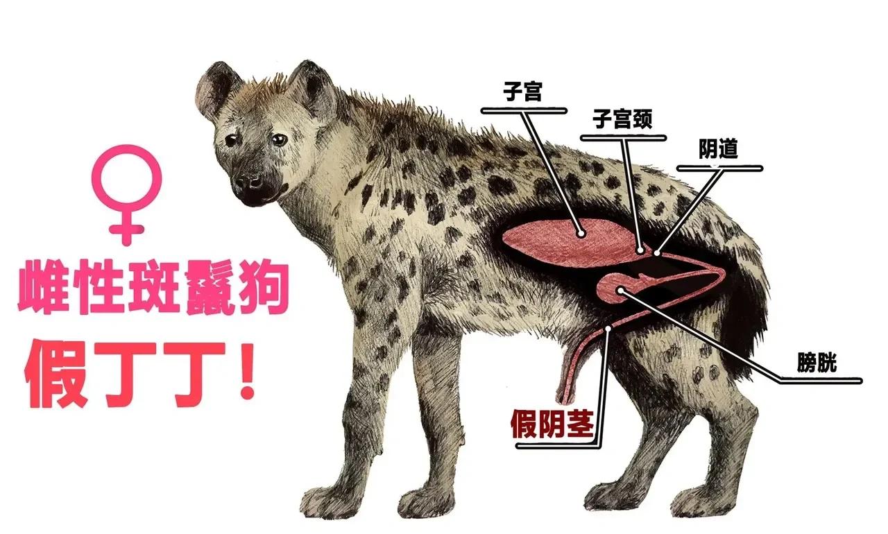 鬣狗真的为什么不攻击人类？真相到底是什么？
