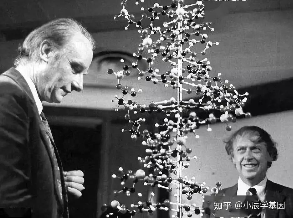 科学家发现人类专属“聪明基因”，引人深思，人类曾被...