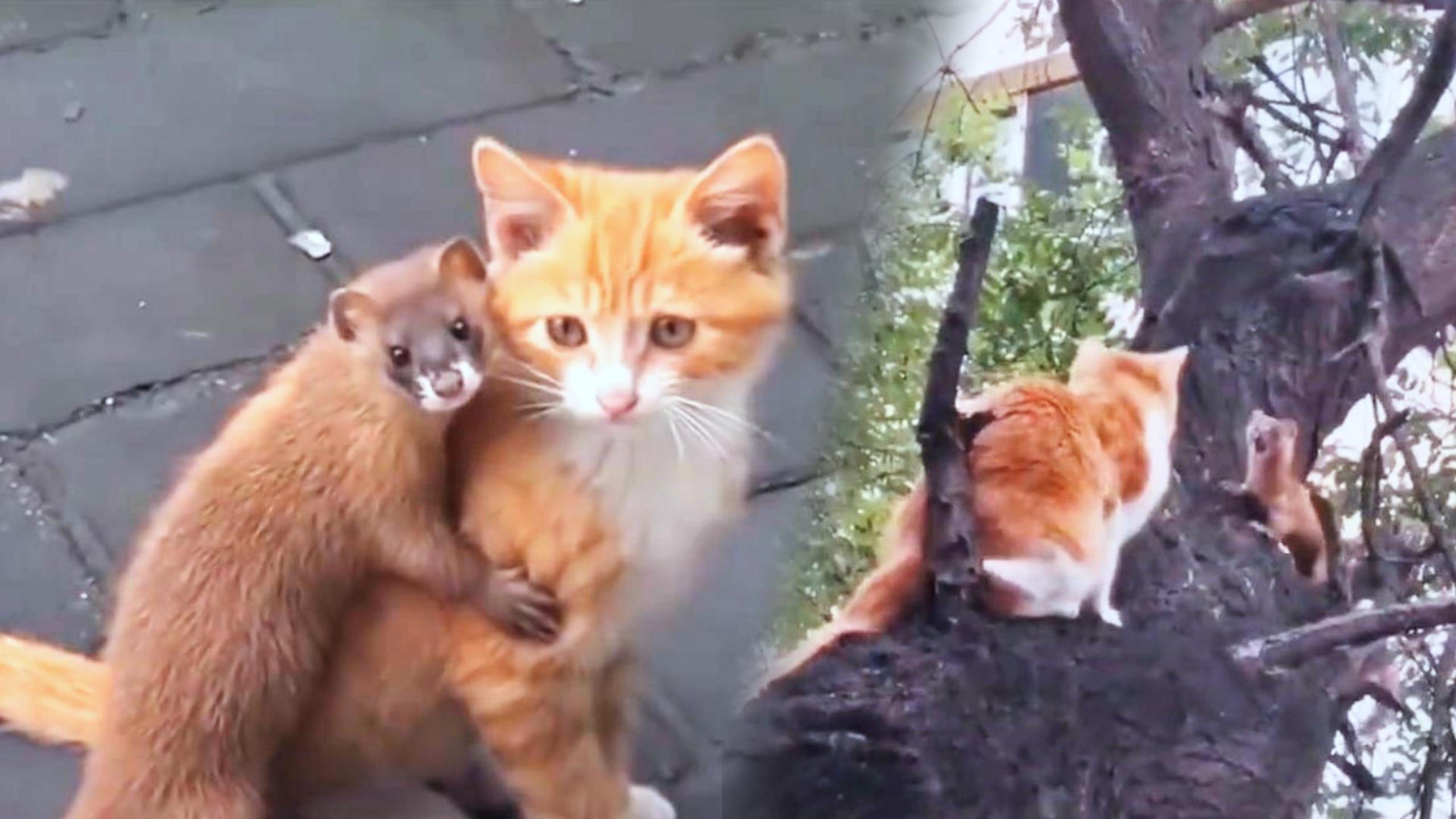 3年猎杀1.2万只黄鼠狼！一团伙判罚960万，它们...