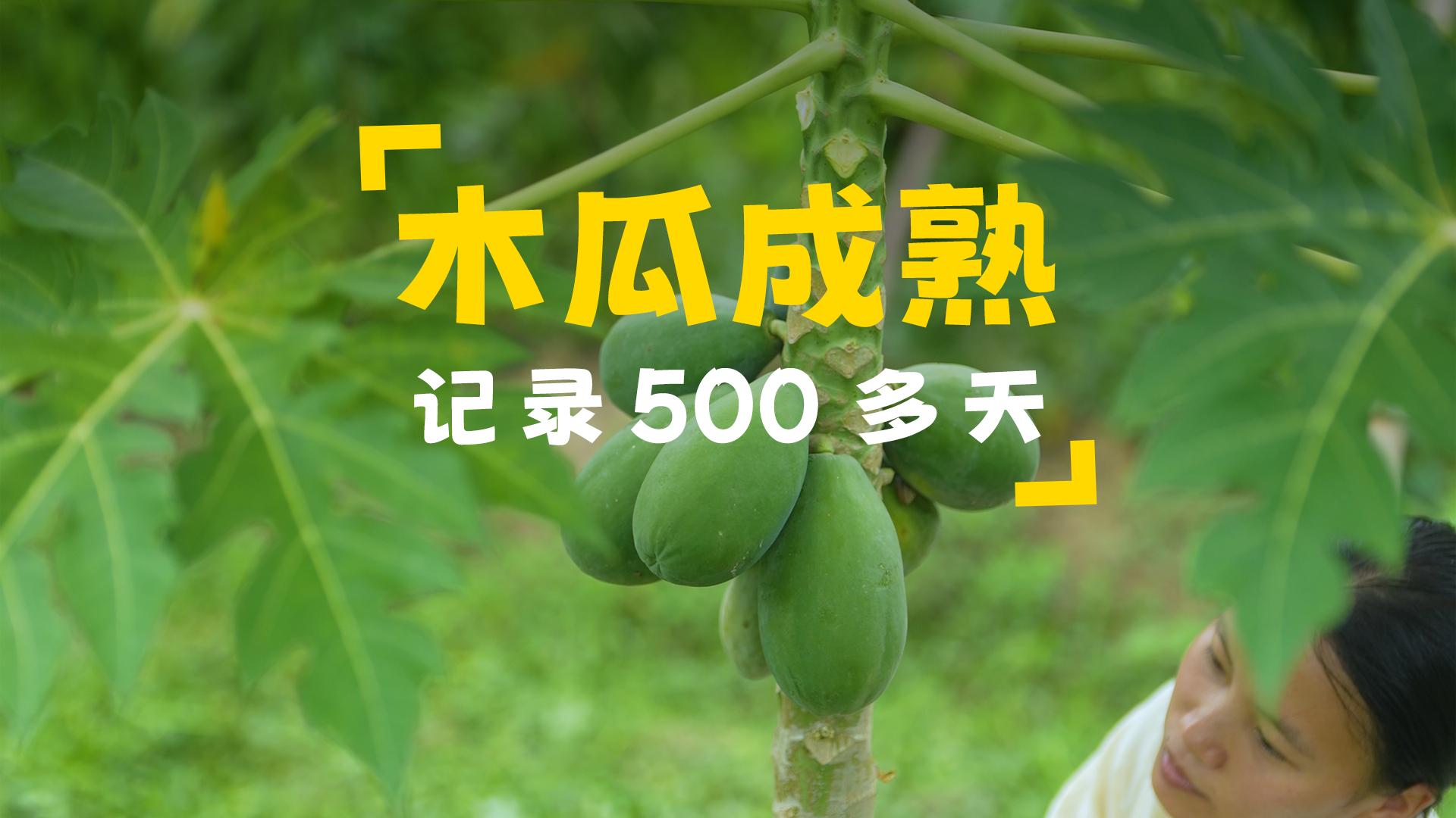 美国学前班、小学下午不到3点就放学了,那之后的时间...