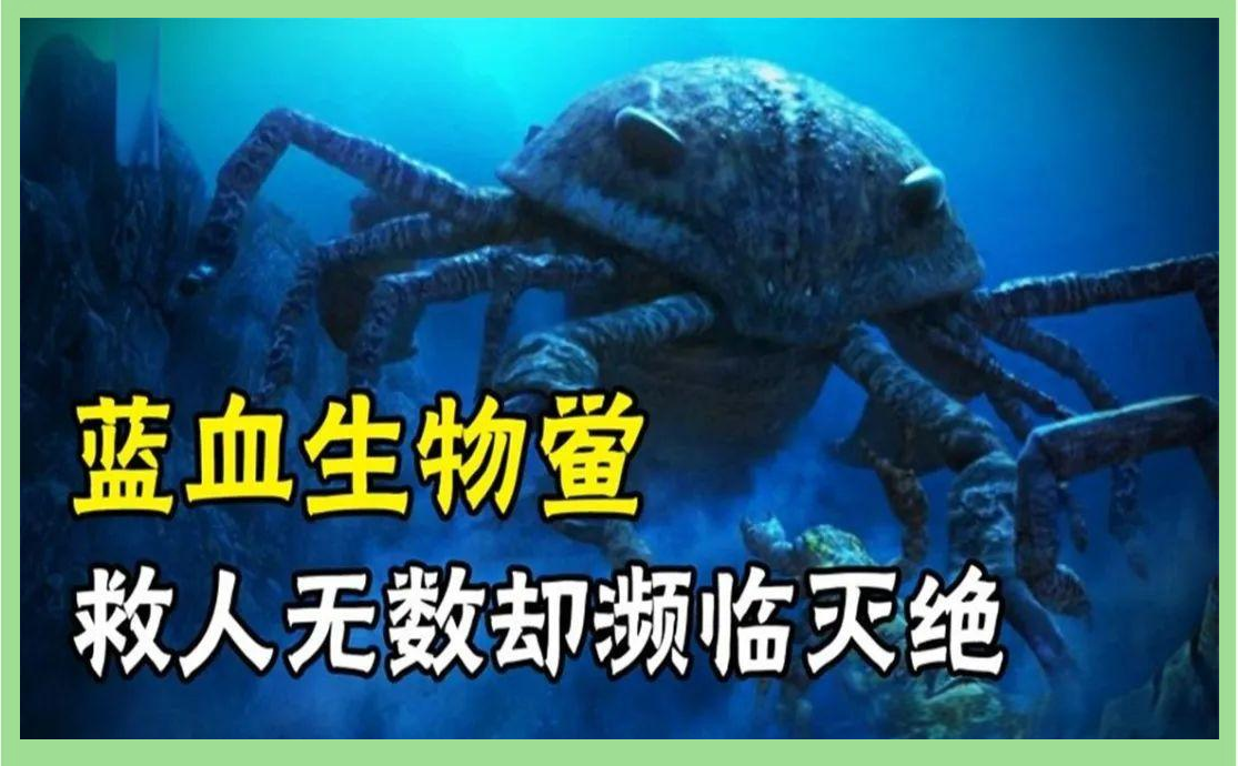 蜘蛛的血为什么也是蓝色的？它和珍贵的鲎血有关系吗？...