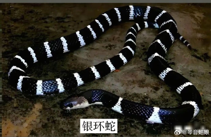 易危国家二级保护动物，老人当凤凰喂养4年，被发现时...