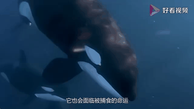 误入虎鲸繁殖地，15米长蓝鲸被分食，体型相差巨大为...