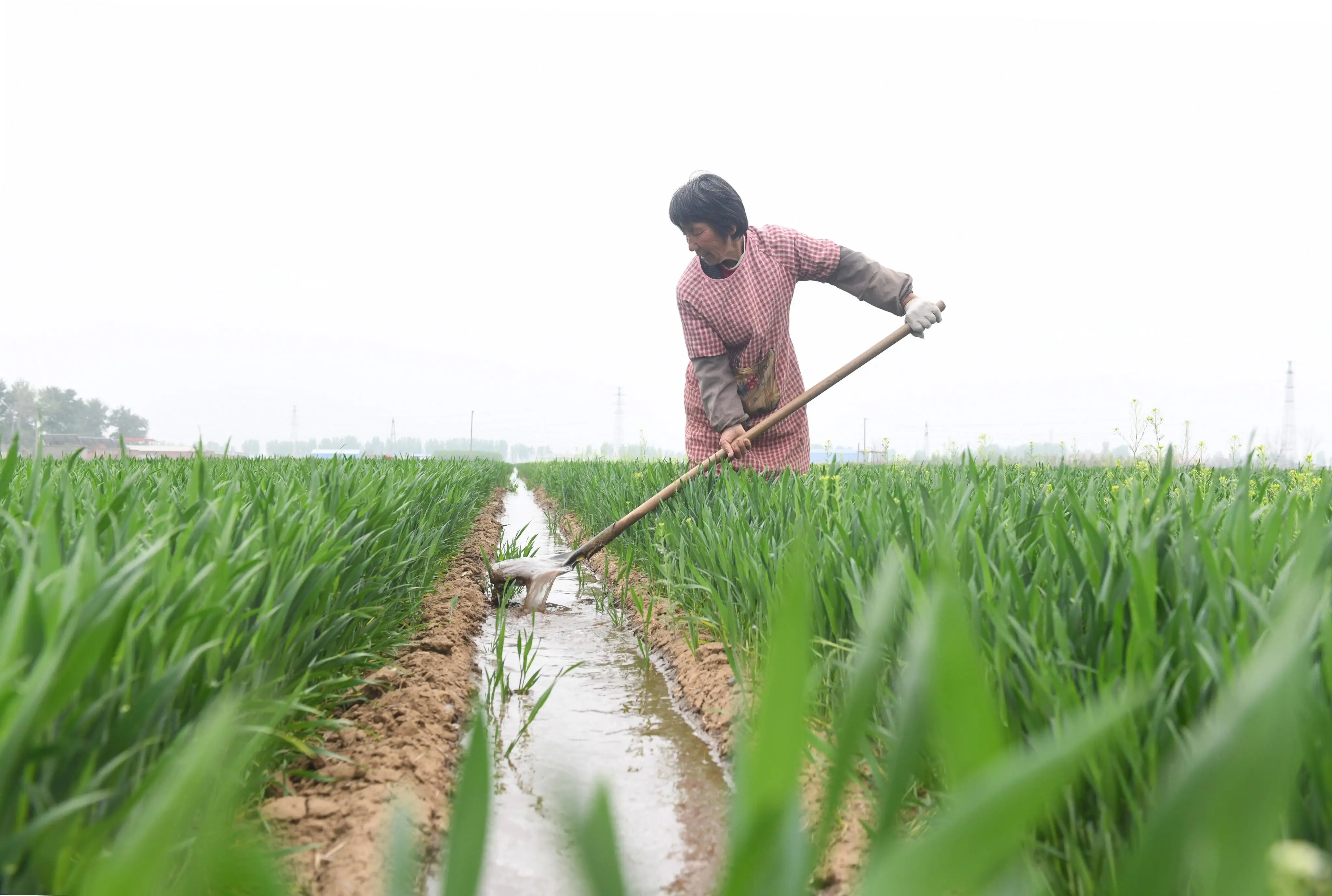 淮北50元钱一次的女农民工到底去哪了