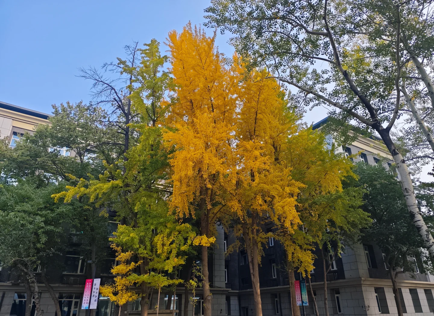 和平街50元暗号使用指南与实战解析