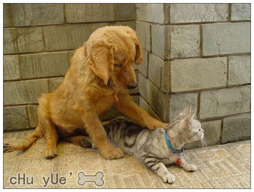 狗狗和猫咪交配到底有啥不一样？还能交配生宝宝吗？