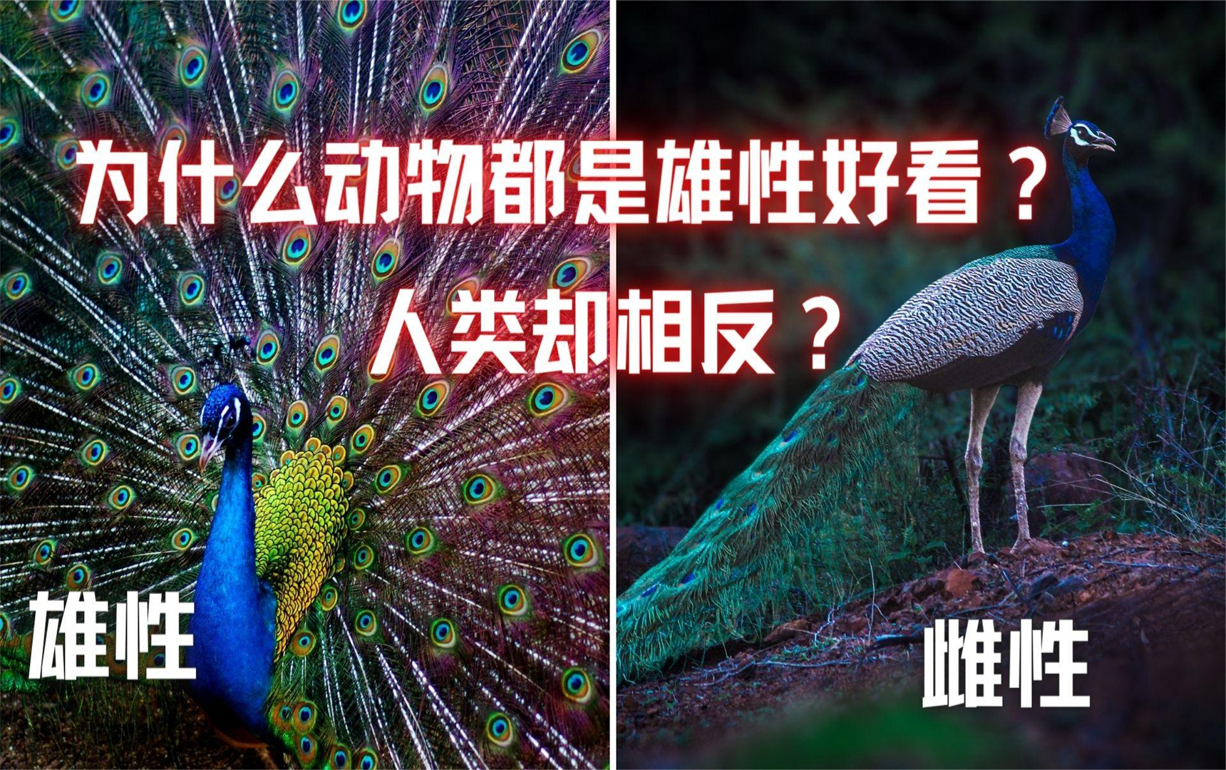 为什么大自然中雄性动物通常更艳丽，而人类却是女性更漂亮？