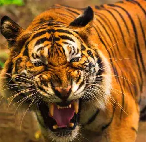 为什么动物可以有很多品种，而人只有一种呢？...