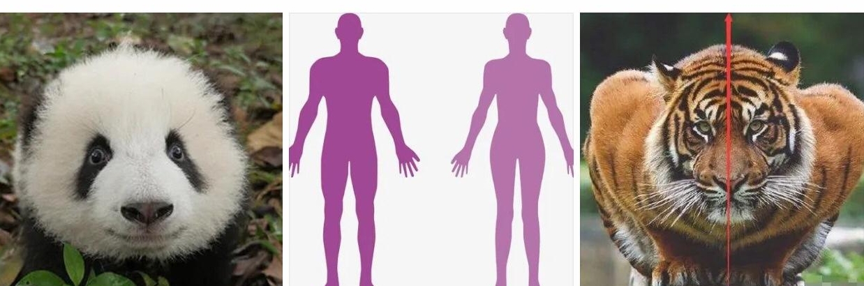 为什么动物都是对称的？是进化的巧合，还是有未知的法...
