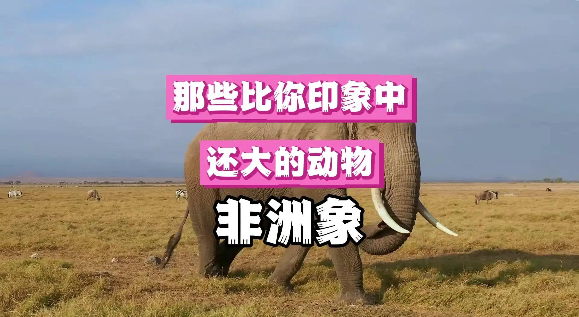 非洲象的长牙越来越短甚至消失，这说明了什么？...