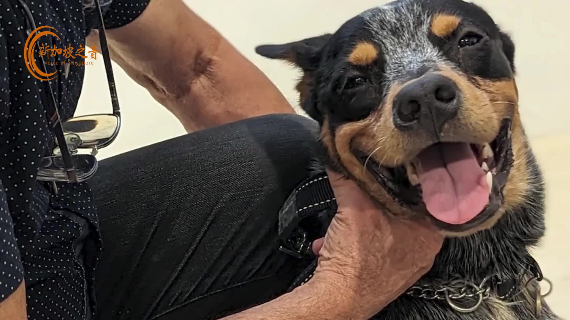 爱它一生一世，花费38 万克隆爱犬：选择克隆宠物的...
