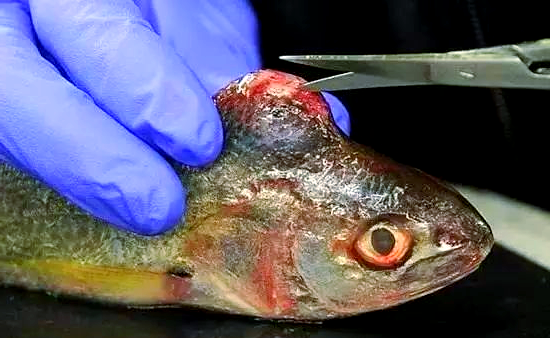 研究发现：恐龙也得了癌症！癌细胞将生物杀死，对自己...