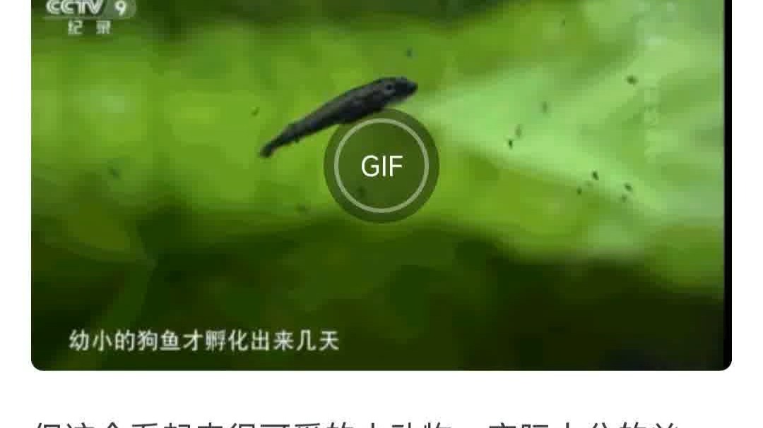 山上挖的池塘不放鱼，真的会自己长出鱼来吗？