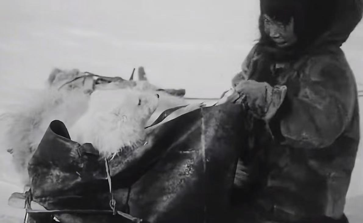 爱斯基摩人是黄种人，基因已适应严寒而全球变暖，未来...