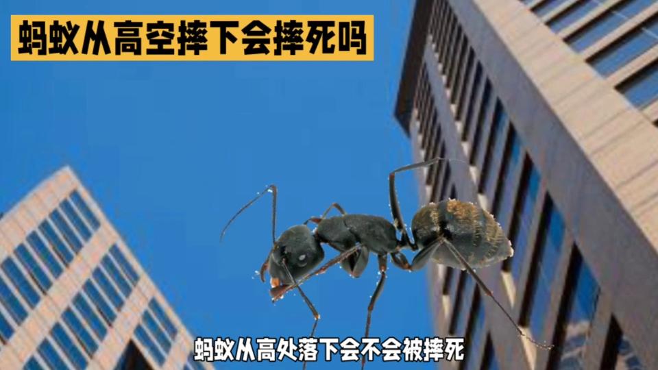 蚂蚁从高空掉下来会死吗？它们能在陌生地方生存吗？
