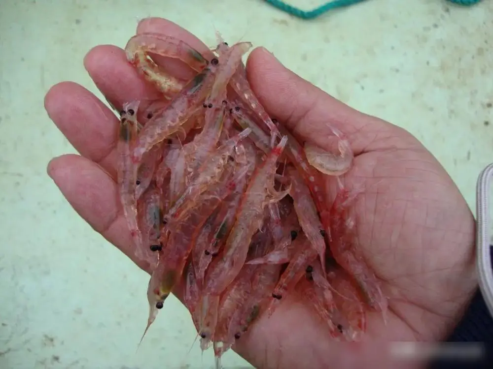南极磷虾为什么每年被吃掉3亿吨还吃不完？