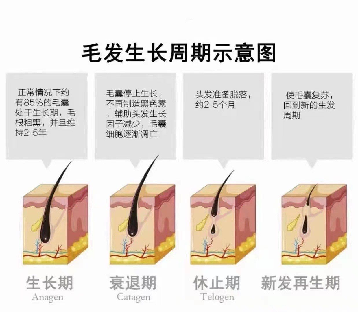 为什么人类在进化中失去了全身毛发，却只留下头发和隐私部位的毛发？