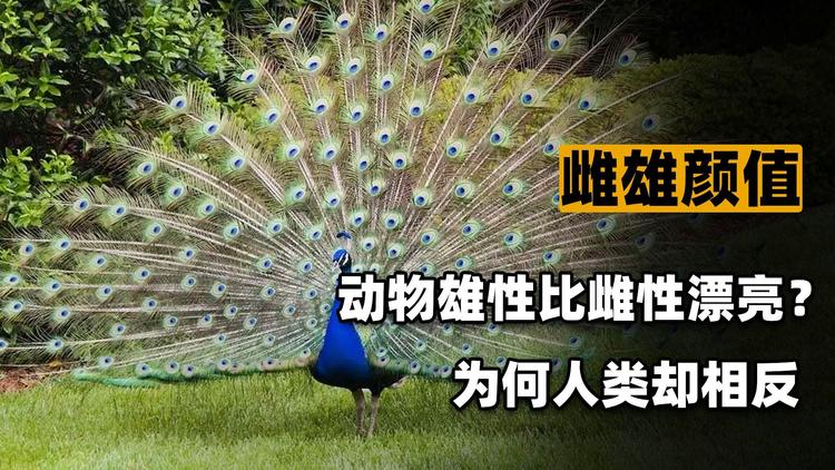 大自然中，为什么大多雄性比雌性漂亮？而人类女性却比...
