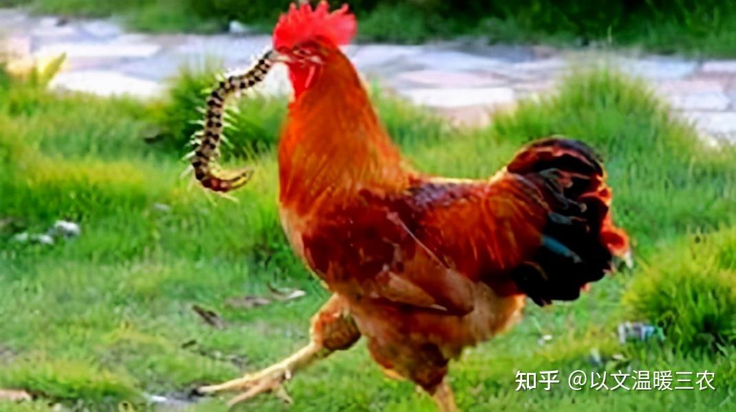 为什么公鸡吃了蜈蚣以后会性情大变？...