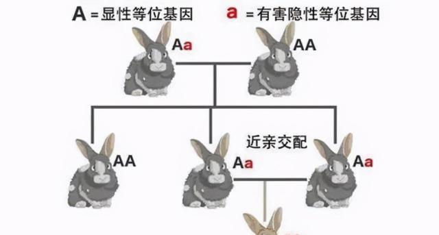 狗狗会近亲繁殖，甚至回交！它们认不出母亲、兄弟姐妹...